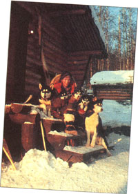 The dog sled team.